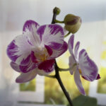 phal little flash