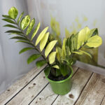 short leaf