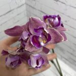 Орхидея Красный Пират