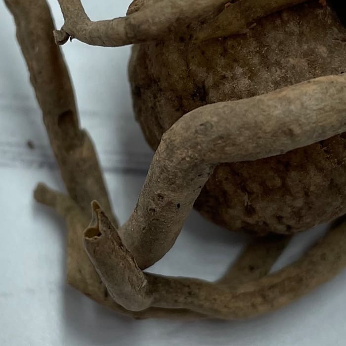 замиокулькас гниют корни замиокулькас гниют корни