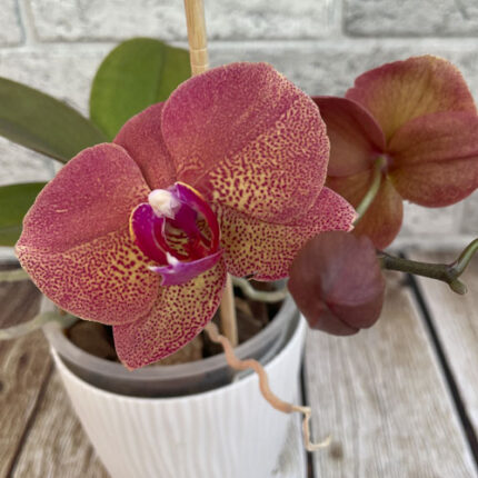 phal Raoul