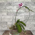 phal untold stories орхидея