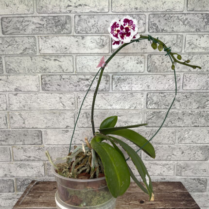 phal untold stories орхидея