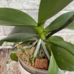 phal Baby Dynamite