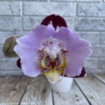 phal Black Piano