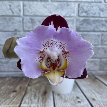 phal Black Piano
