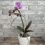 phal Luxor