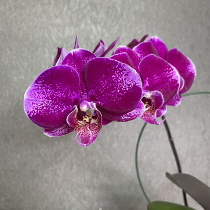 phal purple lady
