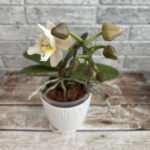 phal wtr бабочка