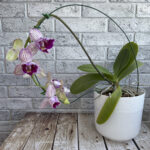 phal Arcadia