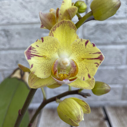 phal fm1677