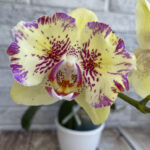 phal Spot Leopard