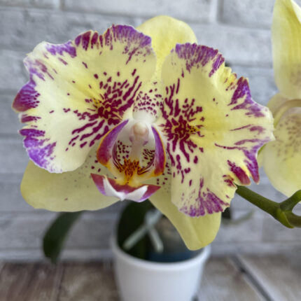phal Spot Leopard
