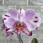 phal Magic Art