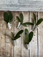 Phal Carrot Pie фото
