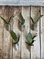 Phal Hot spot leopard бабочка