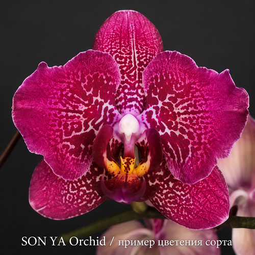 Phal Hot spot leopard Орхидея Hot Spot Leopard SON YA, пример цветения сорта, яркий малиновый фаленопсис с контрастным рисунком