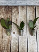 Phal Infinity Love Соня