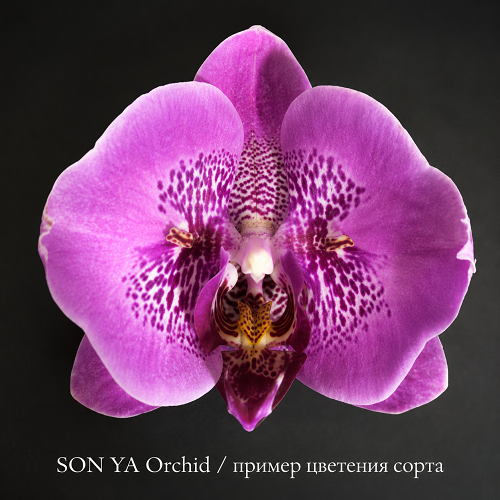 Phal Infinity Love Орхидея Infinity Love SON YA, пример цветения сорта, сиренево-розовый фаленопсис с тёмным крапом