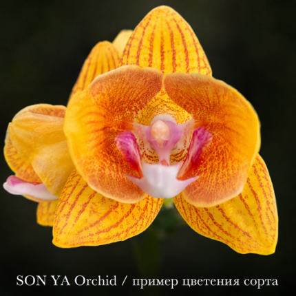 Орхидея SON YA Happy Girl, пример цветения сорта, розово-сиреневый фаленопсис с пятнистым рисунком