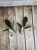 Phal Sweet Memories фото