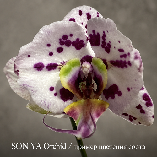 Phal Sweet Memories Орхидея Sweet Memories SON YA, пример цветения сорта, белая орхидея с фиолетовыми пятнами