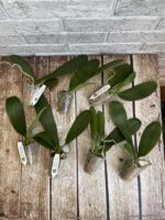 Phal Toscana фото